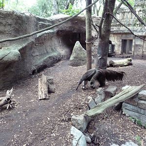 Jaguar Jungle - Giant Anteater/Two-Toed Sloth/Agouti Exhibit
