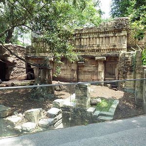 Jaguar Jungle - Giant Anteater/Two-Toed Sloth/Agouti Exhibit