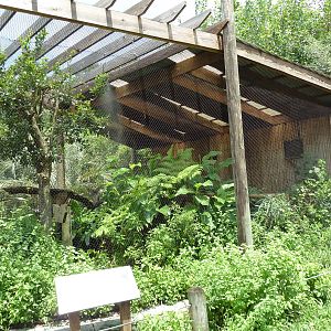 Jaguar Jungle - Toco Toucan/Wattled Curassow Exhibit