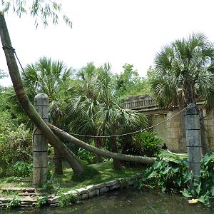 Jaguar Jungle - Black-Handed Spider Monkey Exhibit