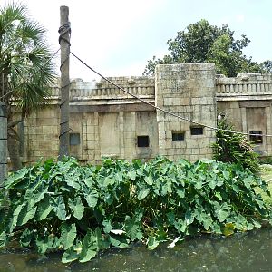 Jaguar Jungle - Black-Handed Spider Monkey Exhibit