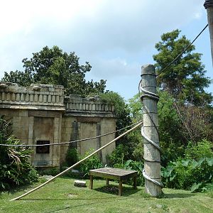 Jaguar Jungle - Black-Handed Spider Monkey Exhibit