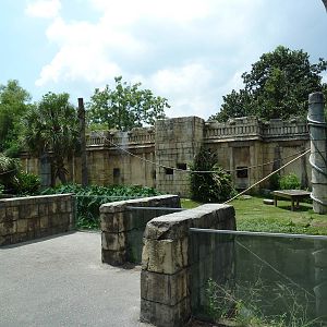 Jaguar Jungle - Black-Handed Spider Monkey Exhibit