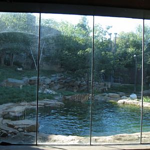 siberian tiger exhibit