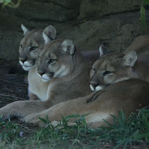 three pumas