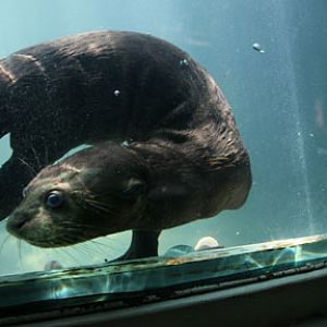 giant otter pup