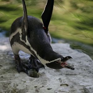 humboldt penguin