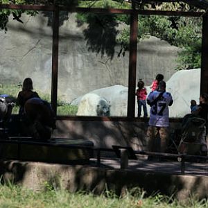 polar bear exhibit