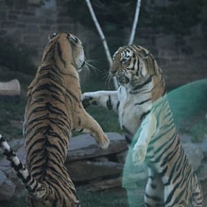 siberian tigers sparring