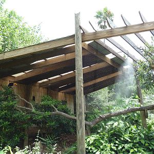 Jaguar Jungle - Toco Toucan/Wattled Curassow Exhibit