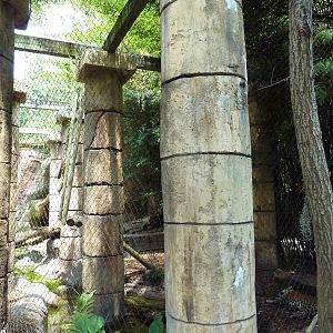 Jaguar Jungle - Jaguar Exhibit