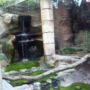 Jaguar Jungle - Jaguar Exhibit