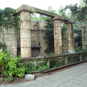Jaguar Jungle - Jaguar Exhibit