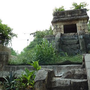 Jaguar Jungle - Visitor Pathway