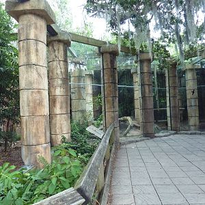 Jaguar Jungle - Jaguar Exhibit