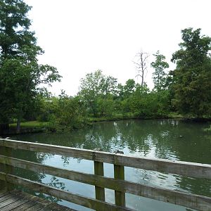 South American Pampas - Multi-Acre, Mixed-Species Exhibit