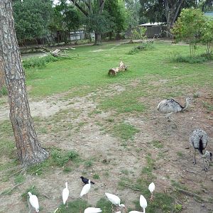 South American Pampas - Multi-Acre, Mixed-Species Exhibit