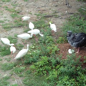 South American Pampas - Multi-Acre, Mixed-Species Exhibit