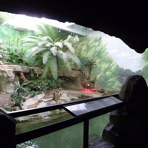 Reptile Exhibit - Caiman, Rhinoceros Iguana