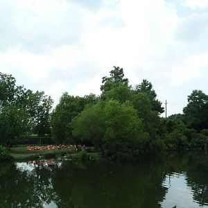 Caribbean Flamingo Exhibit