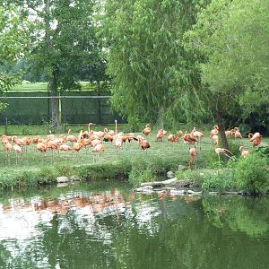 Caribbean Flamingo Exhibit
