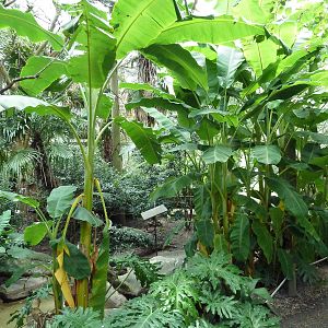 Austral/Asian Walk-Through Aviary