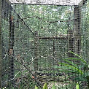 Austral/Asian Walk-Through Aviary - Bay Owl Exhibit