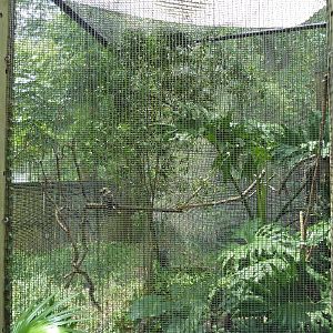 Austral/Asian Walk-Through Aviary - Kookaburra Exhibit