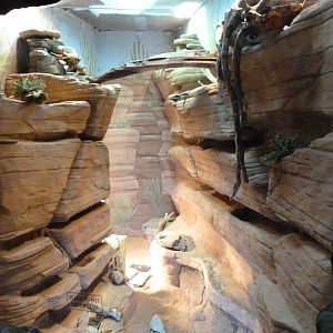 Desert Lizard Exhibit