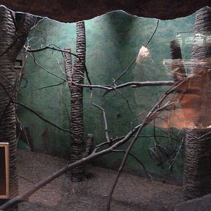 Prevost's Squirell Exhibit