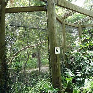 Austral/Asian Walk-Through Aviary - Wrinkled Hornbill Exhibit