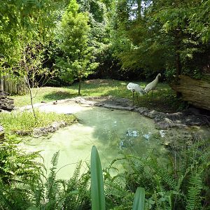 Whooping Crane Exhibit