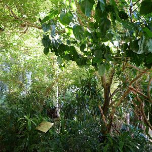 Diversity of Birds Exhibit