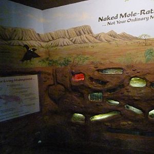 Naked Mole Rats Exhibit