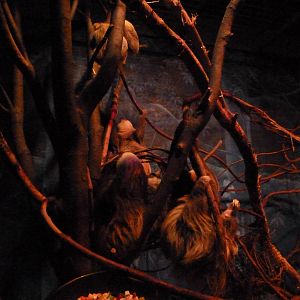 Six Sloths huddled together