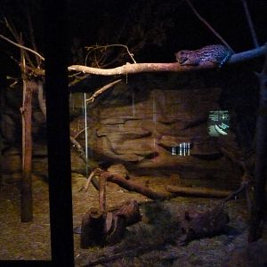 Ocelot Exhibit