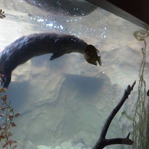 Otter Enrichment