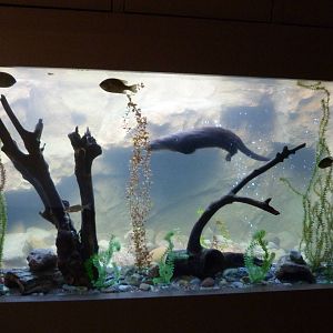 Underwater Viewing Area of Otter Exhibit
