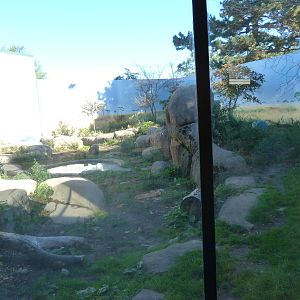 Lion Exhibit