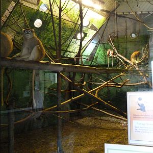 Patas Monkey Exhibit