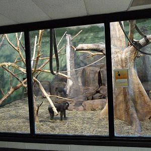 Mandrill Exhibit