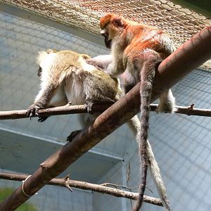 Grivet Monkeys Grooming...