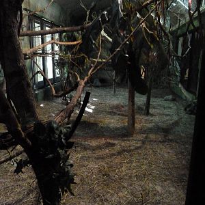 Squirrel Monkey Exhibit