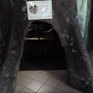 Vampire Bat Exhibit