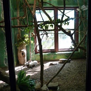 Golden Lion Tamarin Exhibit