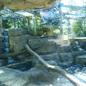 Snow Leopard Exhibit