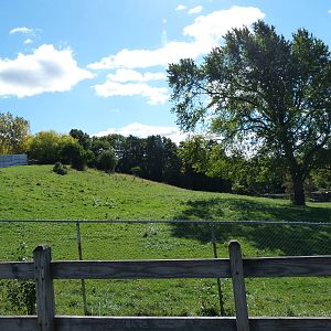 White Lipped Deer Exhibit