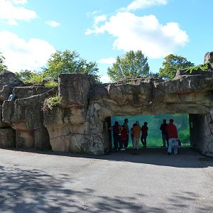 Humboldt Penguin Exhibit