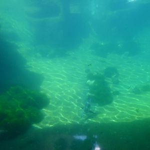 Another Penguin Viewing Window