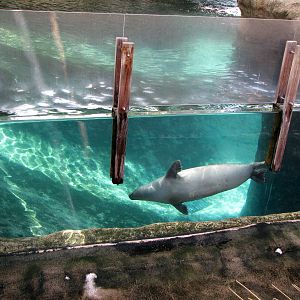 Harbor Seal - Sea Life Cliffs